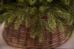 Ель 260см Black Box Коттеджная зеленая