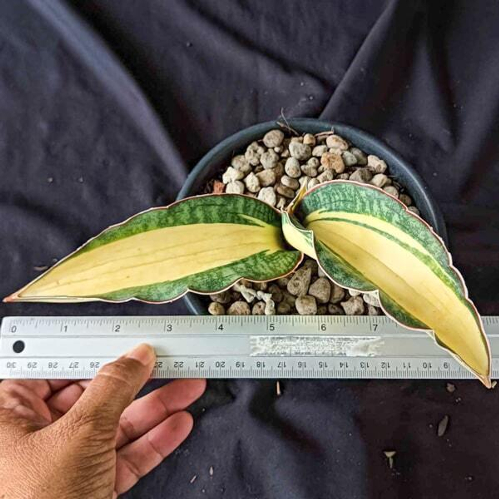 Сансевиерия ES829