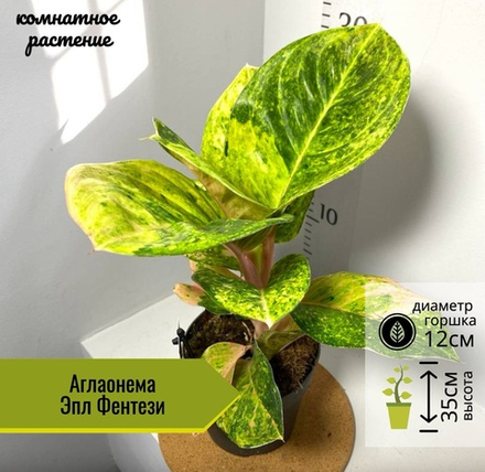 Аглаонема Эпл Фентези, D12см Н35см, 1шт, Нидерланды