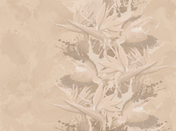 Коллекция BIRDLY