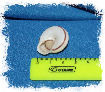 Обба мориканди, 2-3см, 1шт