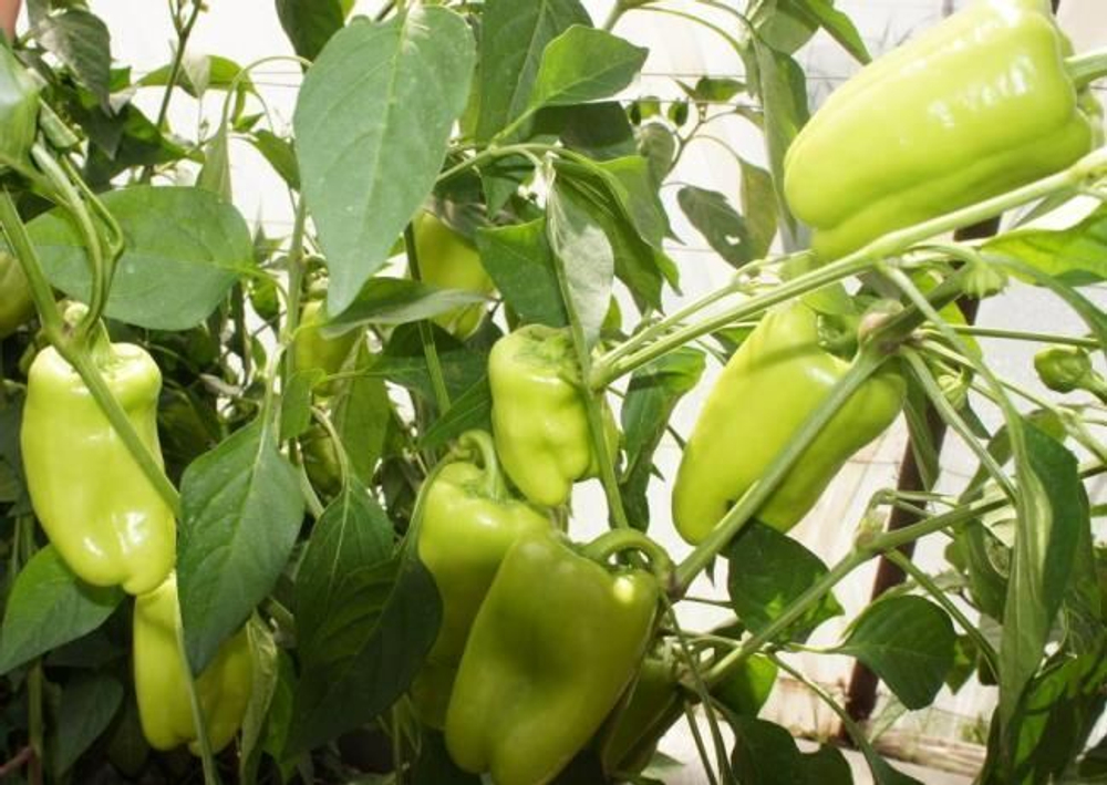 Джейд F1 семена перца сладкого (Sakata / Саката)