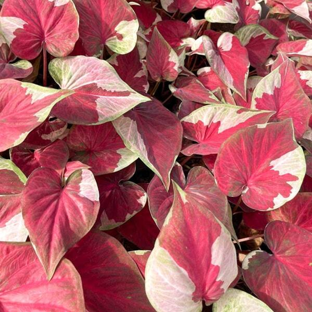 Каладиум DARA NOPPHARAT