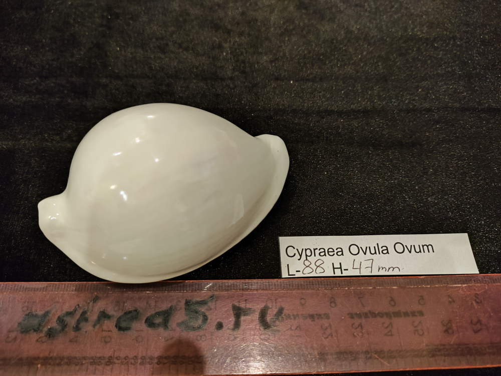 Ципрея Овула Овум 85-90мм