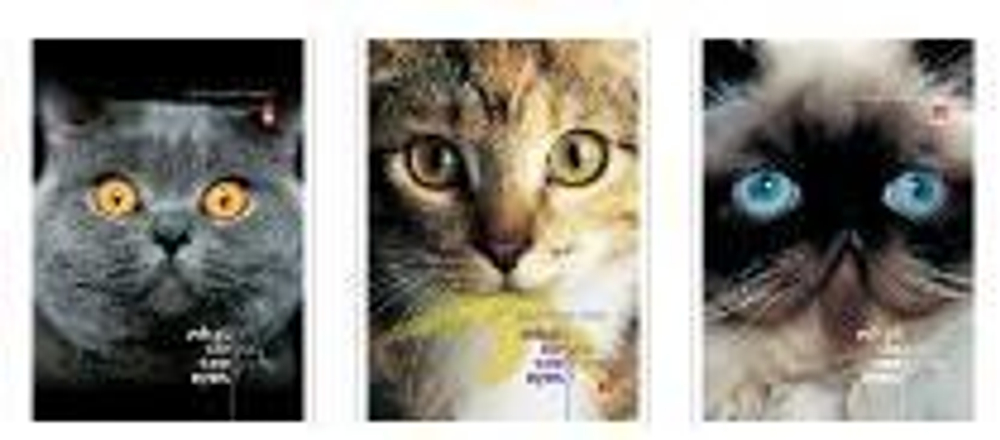 Блокнот А7 40л. клетка, на скрепке "Кошачий взгляд" 3 вида (Альт)