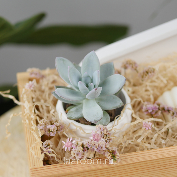 Подарочный бокс суккулент + свеча №1