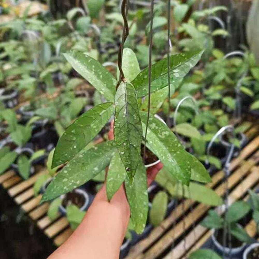 Хойя SP ACEH ENMA