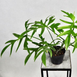 Филодендрон QUERCIFOLIUM