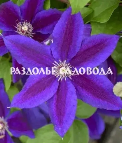 Клематис крупноцветковый Валдфаер