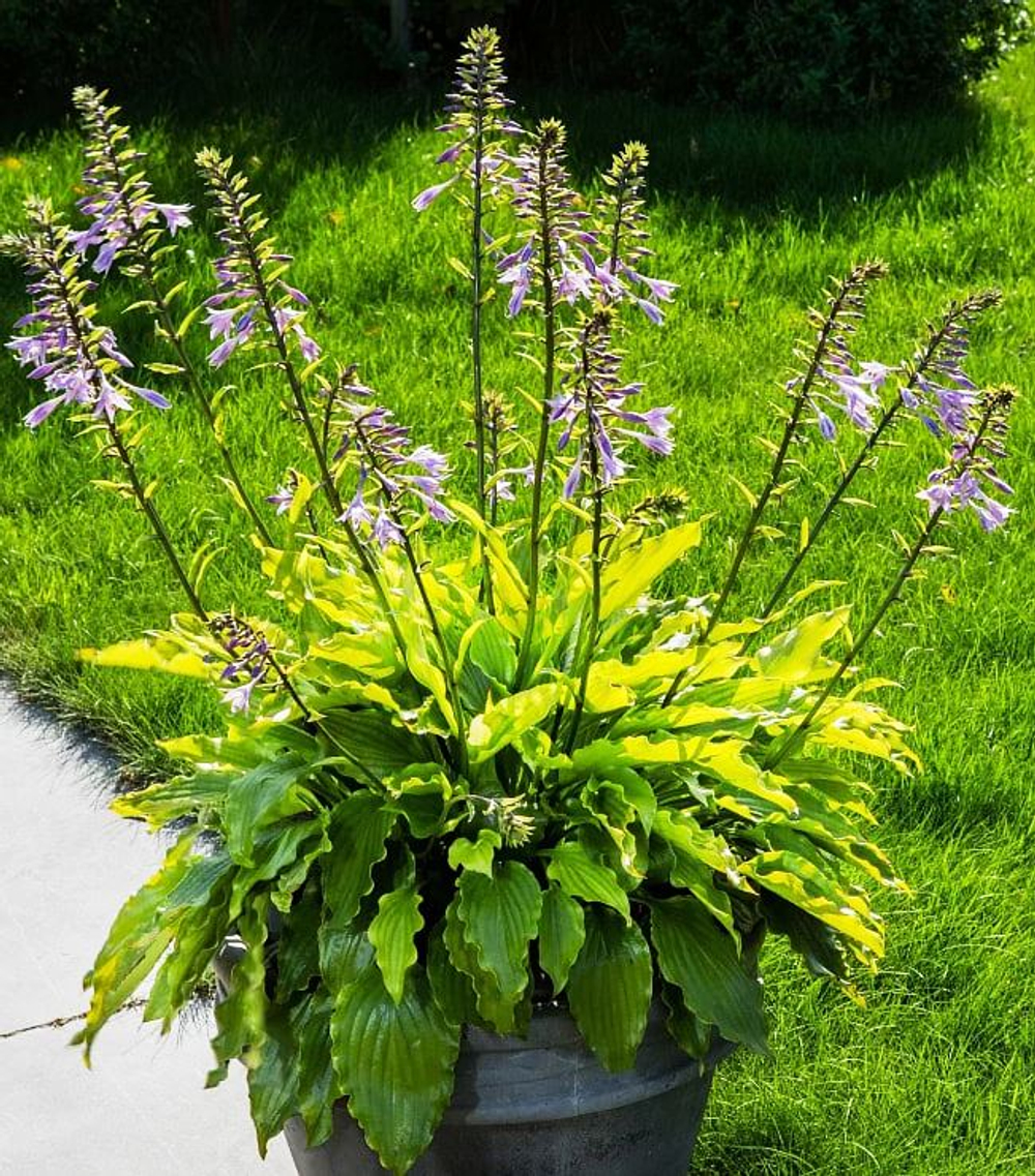 Хоста Гет Неккид