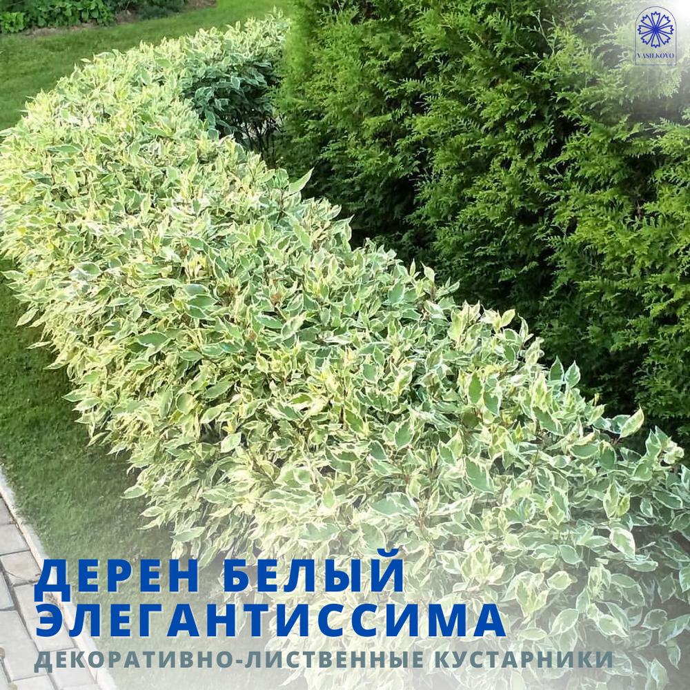 Дерен белый Элегантиссима