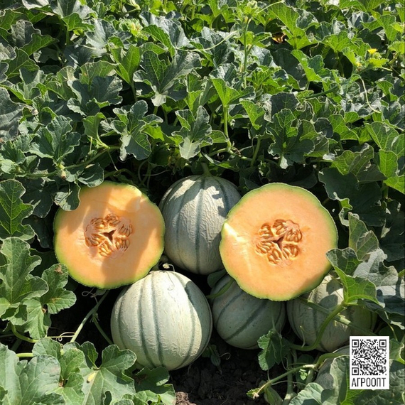 Агустино F1 семена дыни (Rijk Zwaan / Райк Цваан) в поле – фото 3