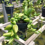 Дисхидия MAJOR