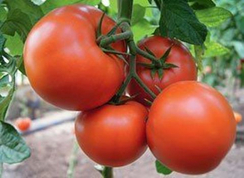 Бостина F1 семена томата индетерминантного (Syngenta / Сингента)