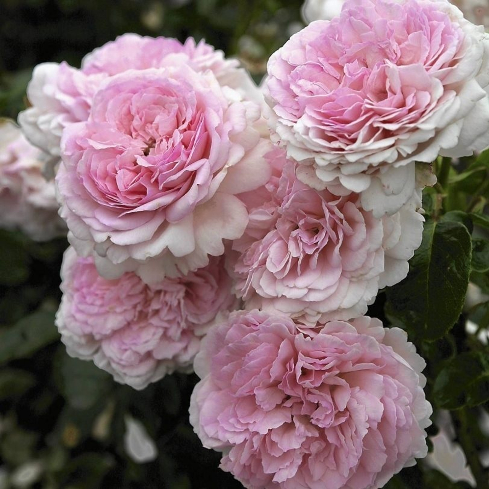 Роза шраб "Alexandra Princesse de Luxembourg"