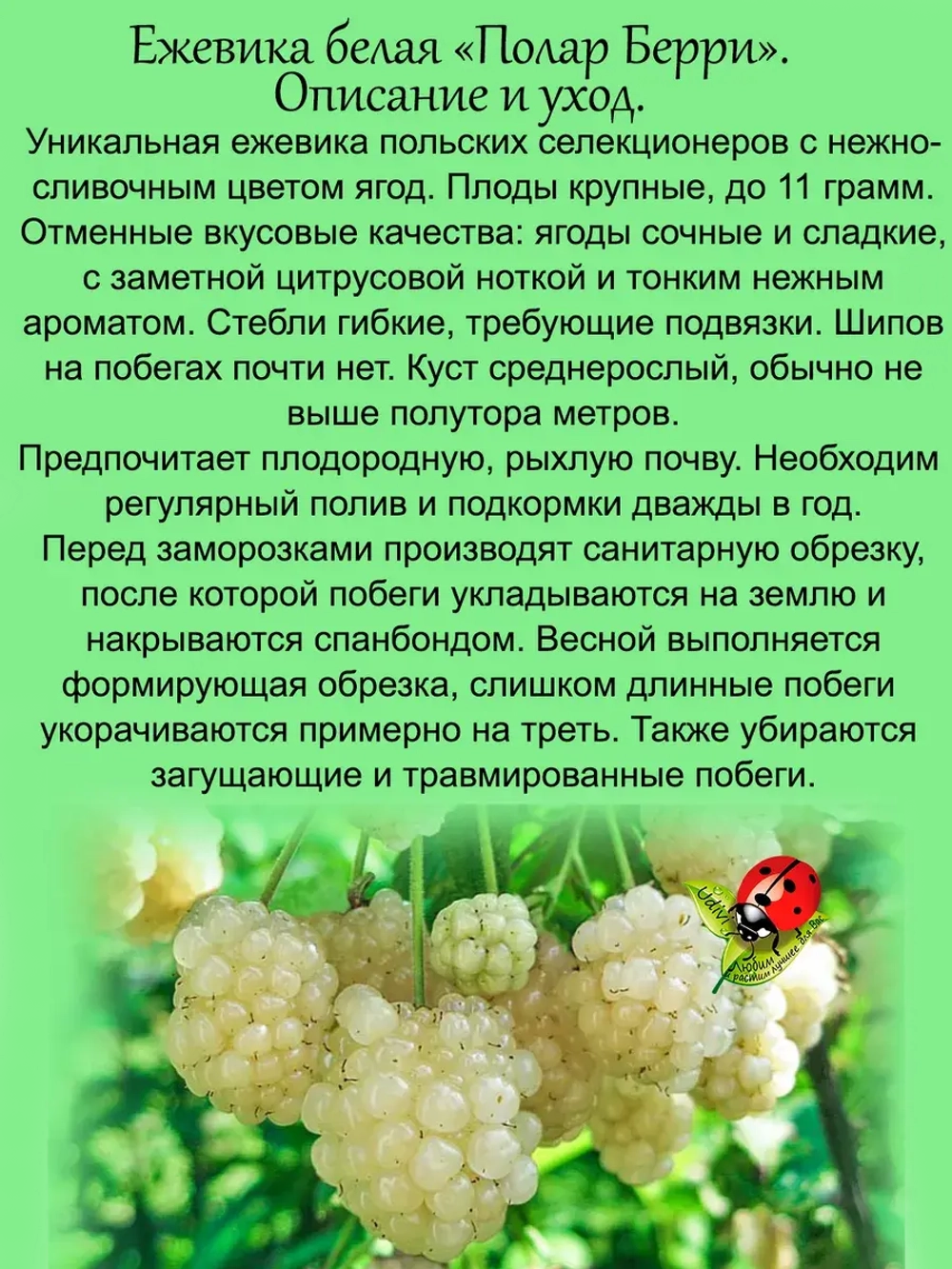 Ежевика белая Полар Берри