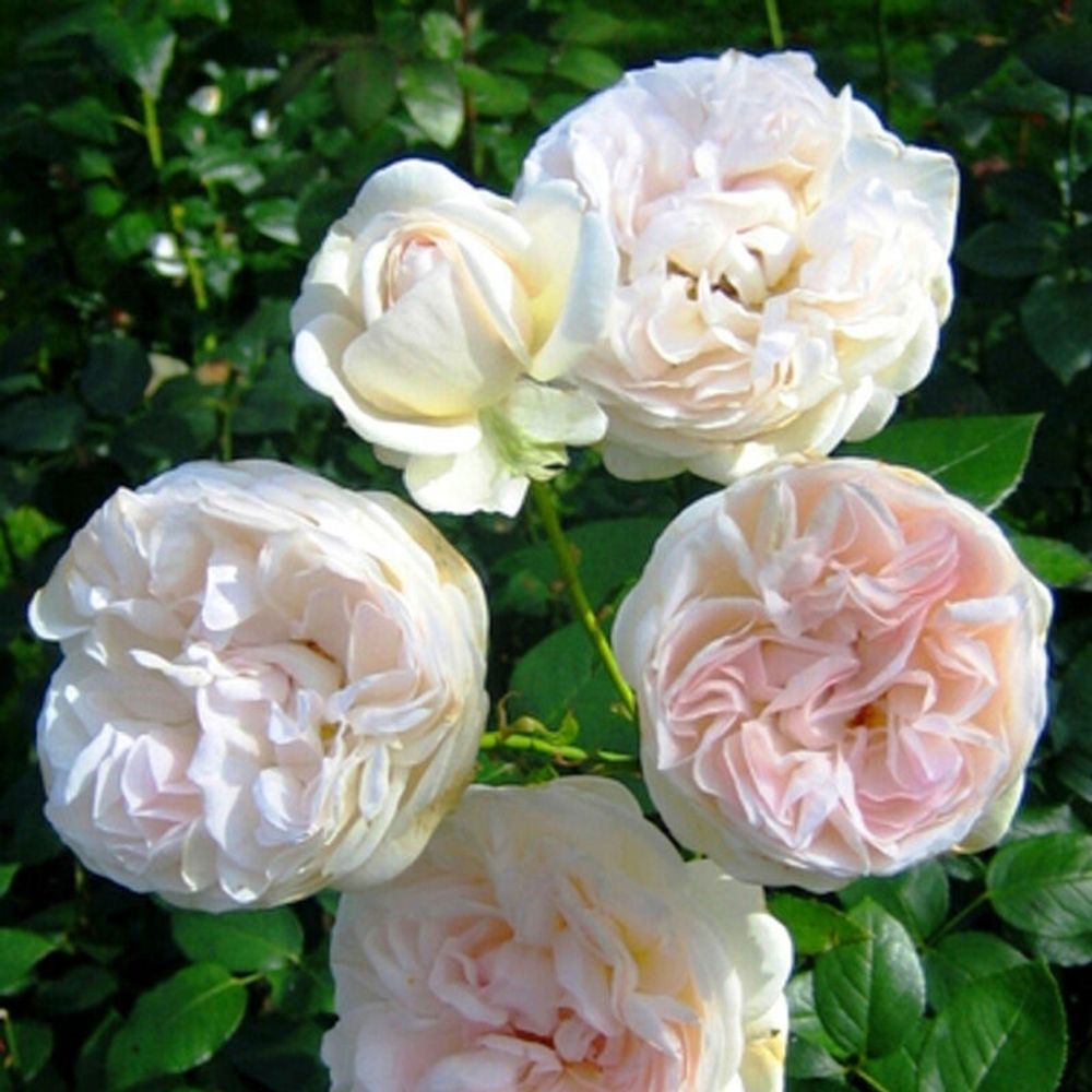 Себастьян Кнейпп (Sebastian Kneipp)