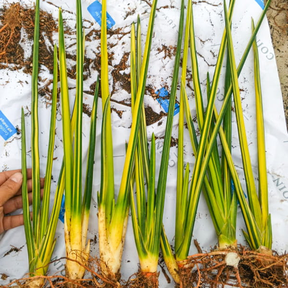 Сансевиерия ERYTHRAEAE