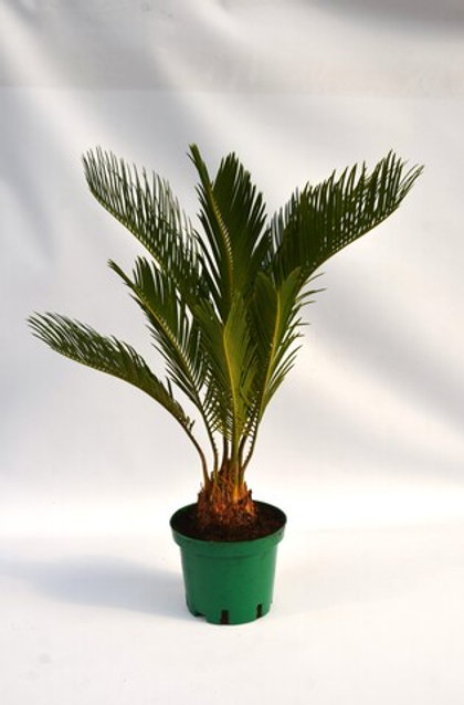 Цикас д. 15 СП