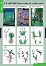 Комплект таблиц "Растения- живой организм" (4 табл.)