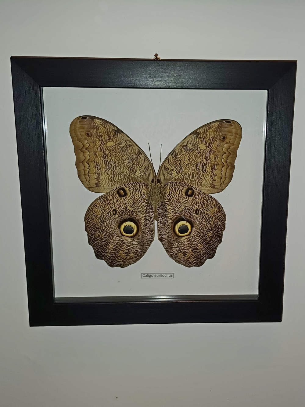 Бабочка Caligo eurilochus испод в рамке