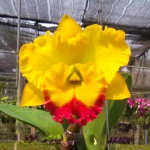 Орхидея ринхолелиокаттлея RLC. THAKSINA GOLD