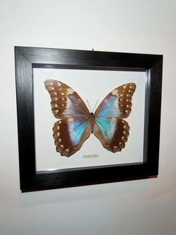 Бабочка Morpho didius самка в рамке