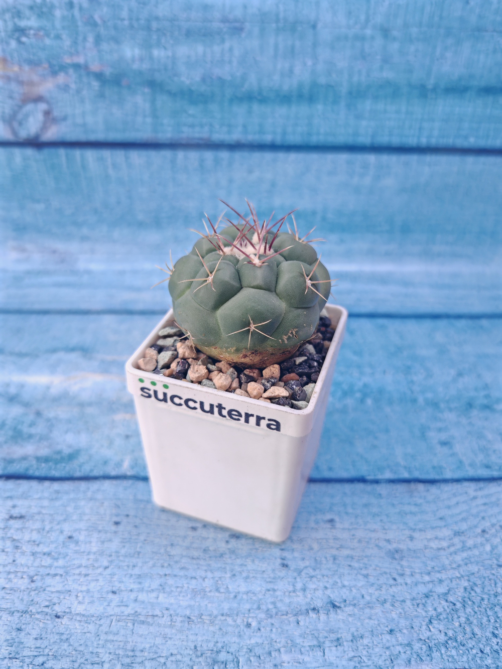 Thelocactus Hexaedrophorus (Телокактус)