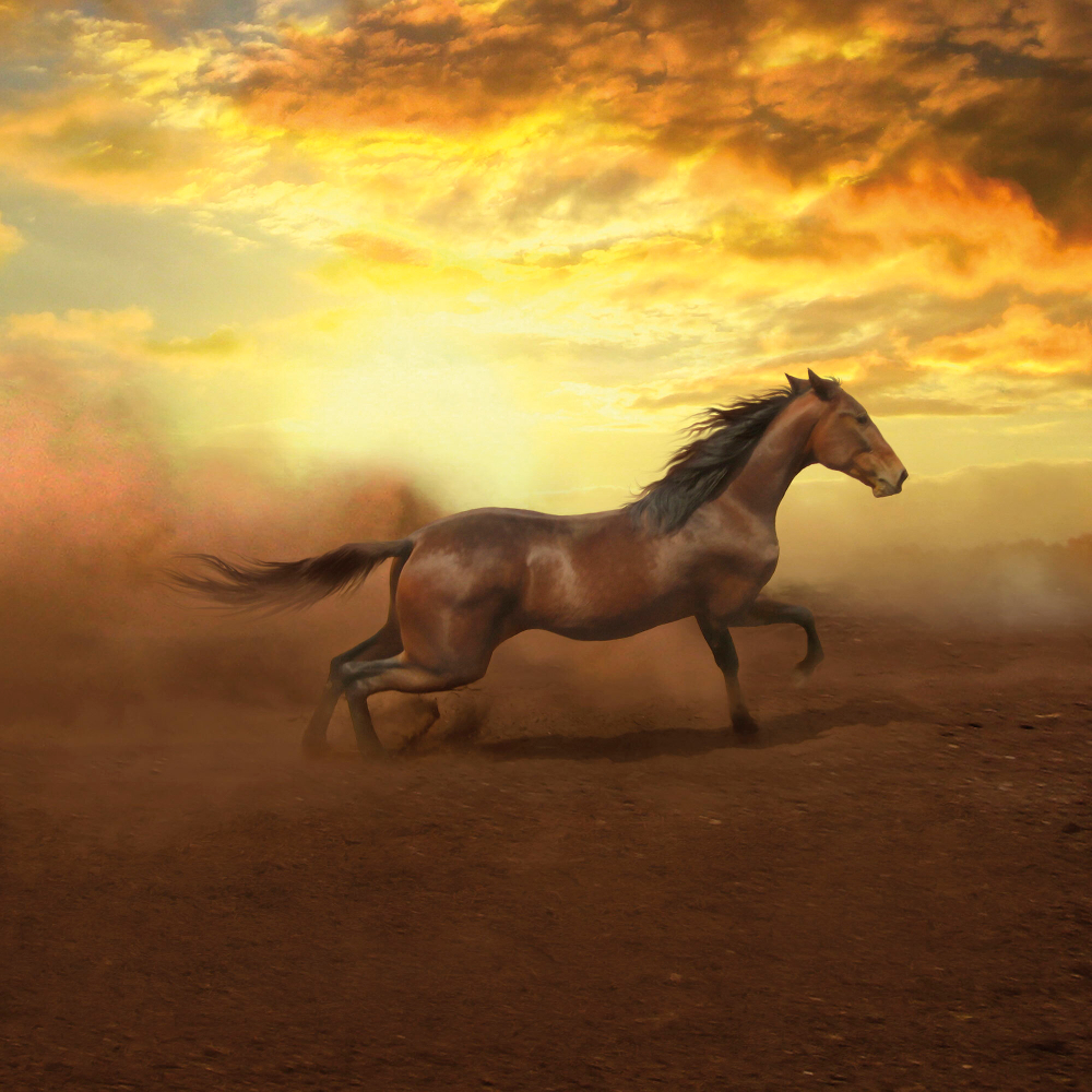 Коллекция Животные