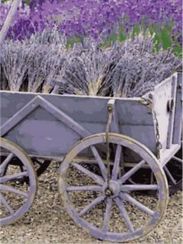 Картина по номерам Вдохновение Провансом. Лаванда