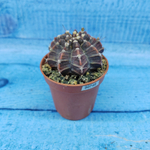 Gymnocalycium Friedrichii (Гимнокалициум)