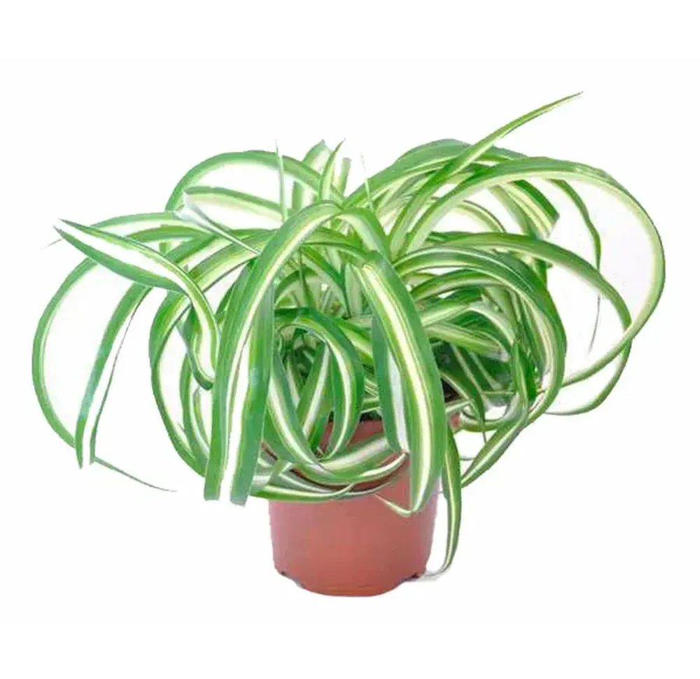 Хлорофитум "Bonnie"