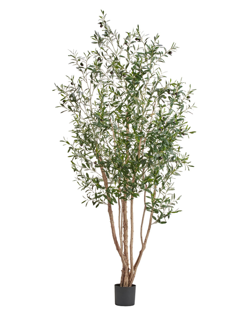 Олива Вайлд с плодами