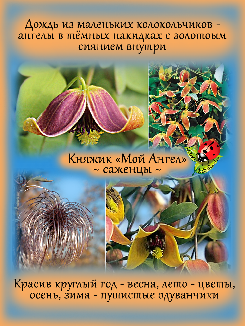 Княжик Мой Ангел клематис неукрывной