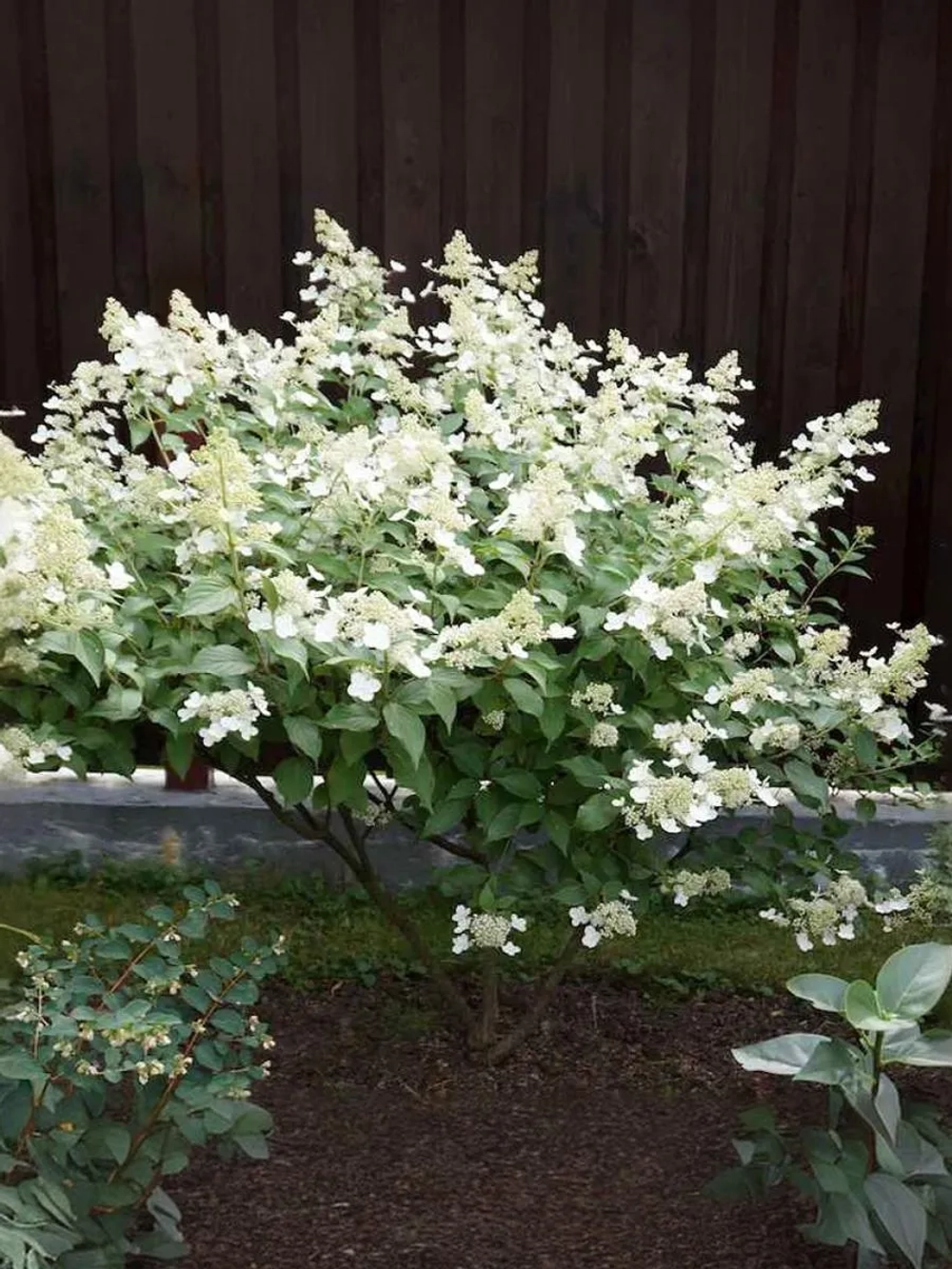 Гортензия метельчатая Киушу