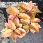 Аглаонема PANCAWATI