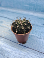 Gymnocalycium Friedrichii (Гимнокалициум)