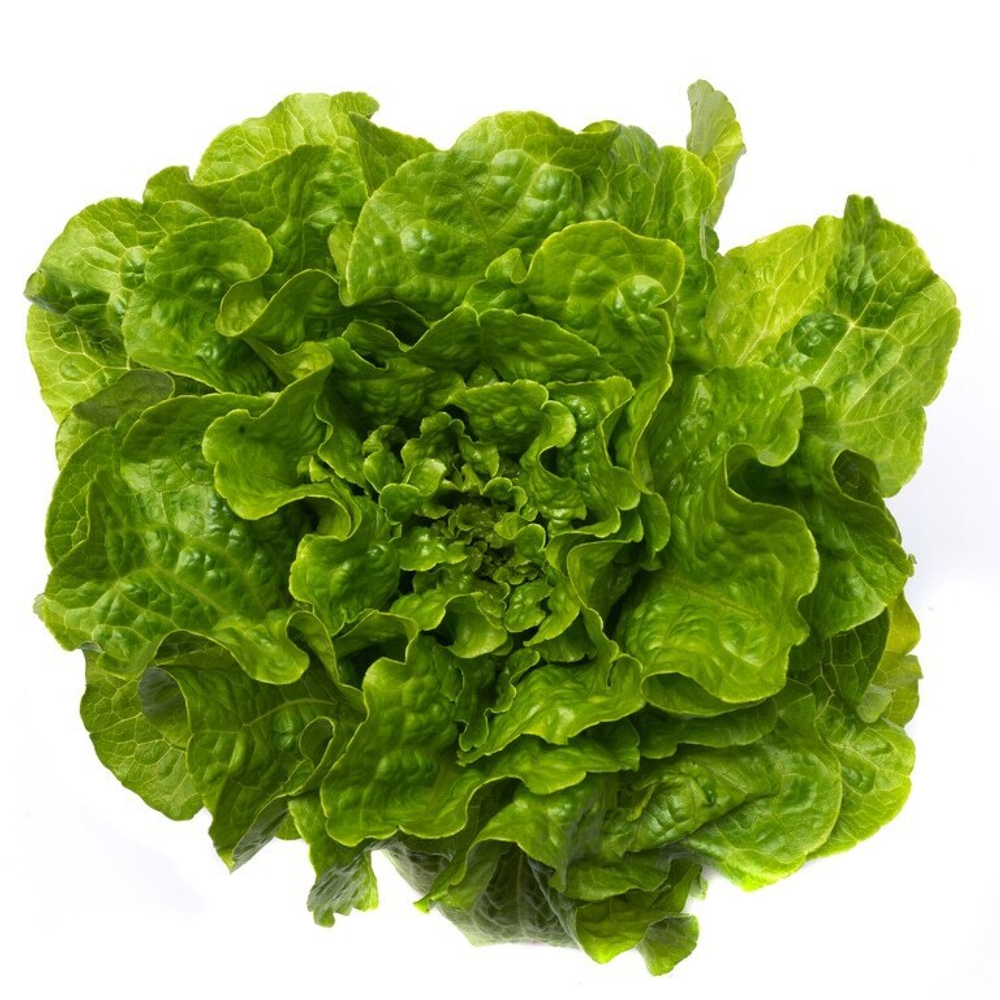 Джаггер семена салата (Nunhems / Нюнемс)