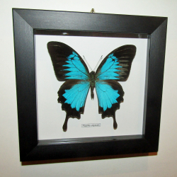 Бабочка Papilio ulysses в рамке