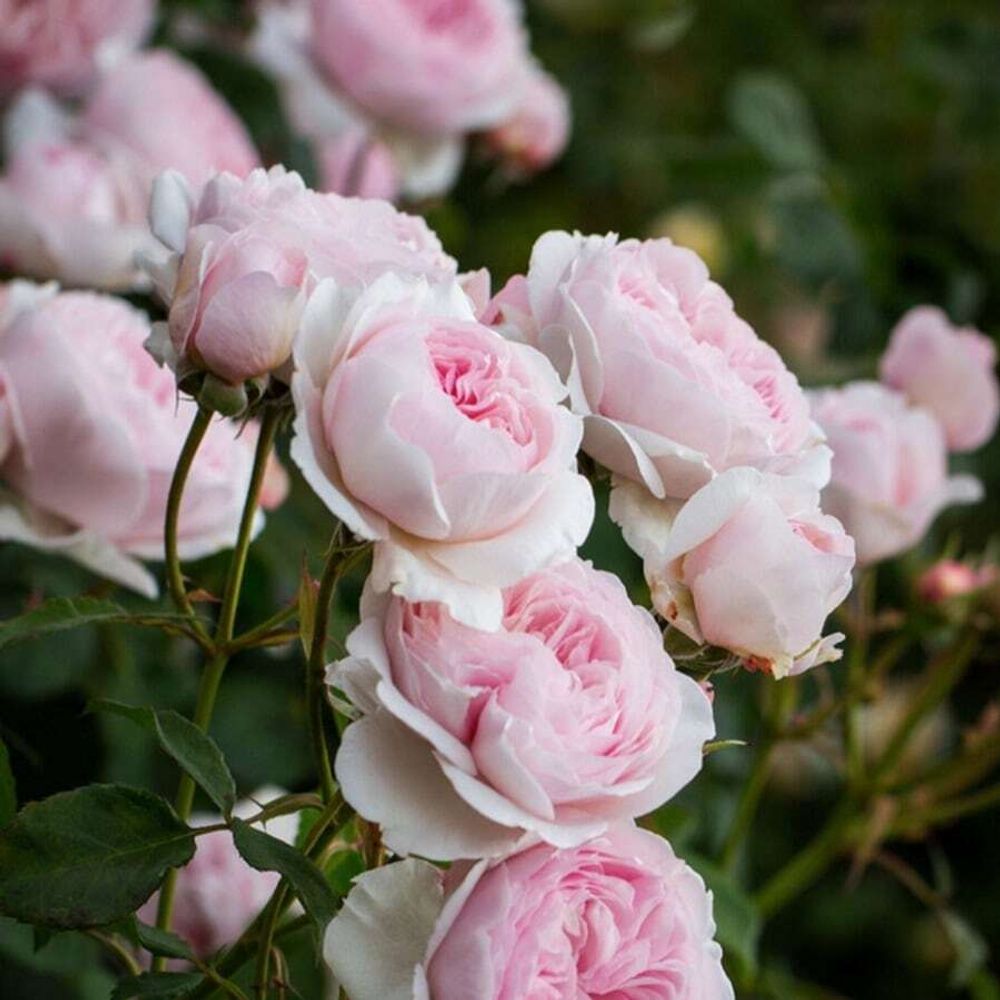 Джефф Гамильтон (Geoff Hamilton)