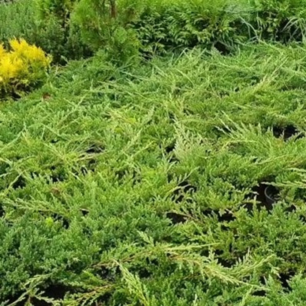 Можжевельник горизонтальный Принц Уэльский (Prince of Wales) р9 август 2026 г.