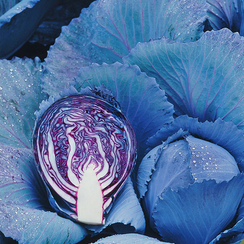 Реску F1 семена капусты краснокочанной (Syngenta / Сингента)