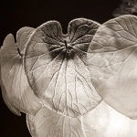 Подвесная люстра Arte Lamp KAPRI A4078LM-9CC