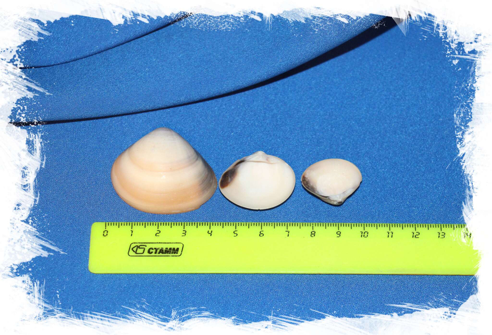 Ракушки венерулис купить