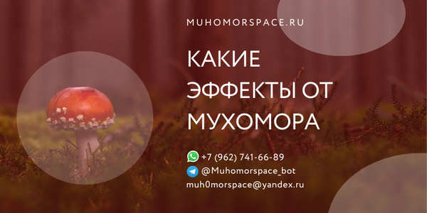 Какие эффекты от мухомора