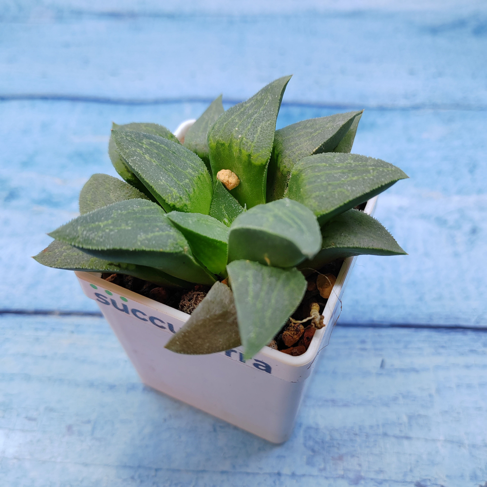 Haworthia Comptoniana Hybride hybrid (Хавортия)
