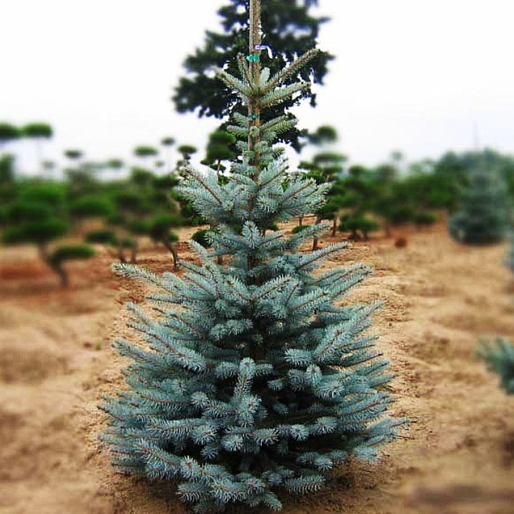 Ель колючая (голубая) Хупси С25 100-120