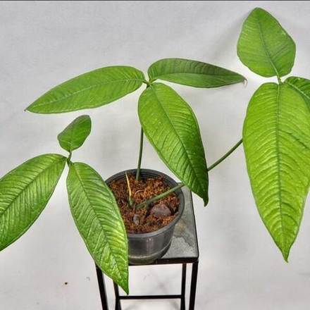 Антуриум MOONEII