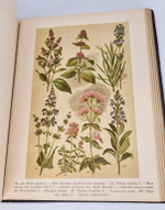 "Ботанический атлас по системе де-Кандоля". К.Гофман. 1899г.