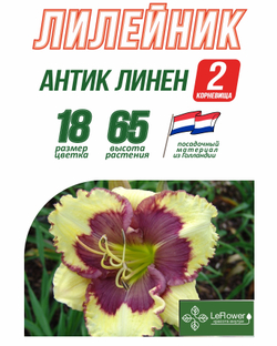 Лилейник Корневище, Антик Линен, 2 шт